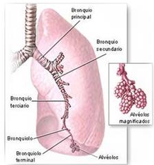 arbol bronquial
