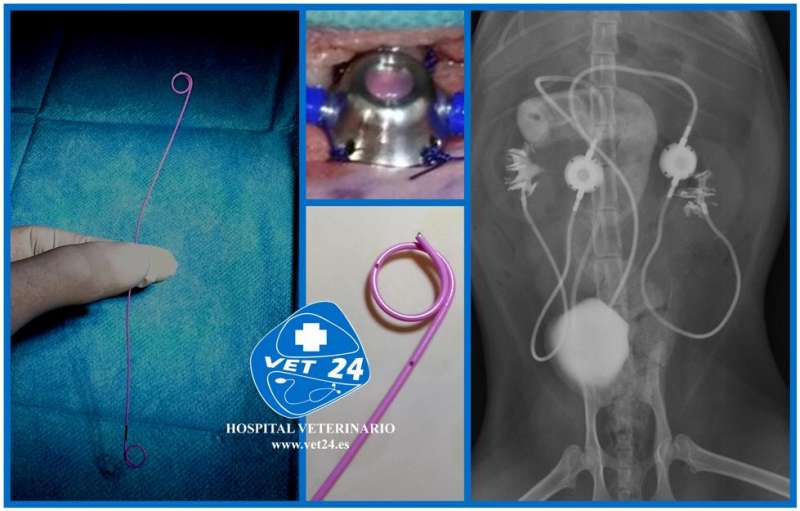 avances en obstruciones ureterales en el gato y el perro- stents ureterales - bypass ureteral - portada