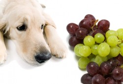 perro uvas intoxicacion pasas fallo renal toxico alimentos veterinaria