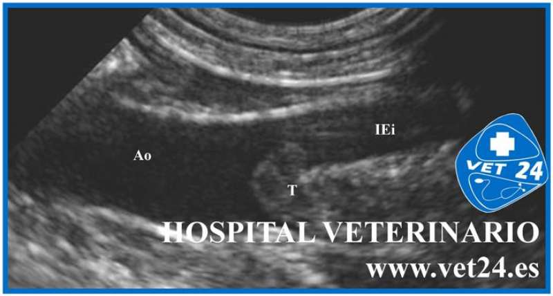 tromboembolismo-aortico-perro-terminació-aorta-imagen5
