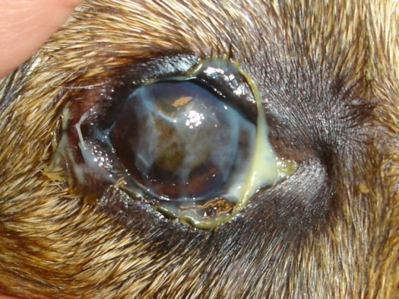 Ojo seco queratoconjuntivitis keratoconjuntivitis seca sicca perro veterinaria oftalmologia legaña verde