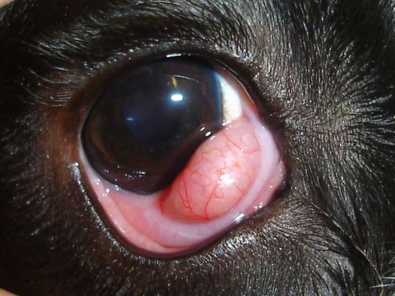 Cherry eye prolapso glándula membrana nictitante tercer párpado