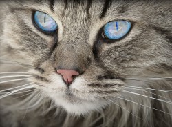 gato portada gingivoestomatitis felina