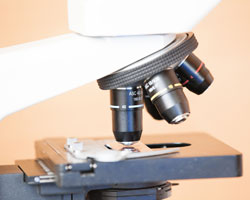 Referencia veterinaria
